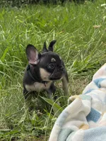 Prada, a female French Bulldog for sale in Milwaukee, WI – 3 of 4