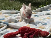Armani🚨 SATURDAY FLASH SALE – $1,500 CASH TODAY 🚨, a male French Bulldog for sale in Milwaukee, WI – 2 of 4