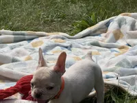 Armani🚨 SATURDAY FLASH SALE – $1,500 CASH TODAY 🚨, a male French Bulldog for sale in Milwaukee, WI – 4 of 4