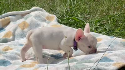 Dior, a female French Bulldog for sale in Milwaukee, WI – 5 of 5