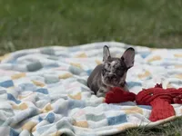 Versace, a male French Bulldog for sale in Milwaukee, WI – 3 of 4