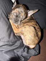 Gucci, a female French Bulldog for sale in Palm Beach Gardens, FL – 2 of 2