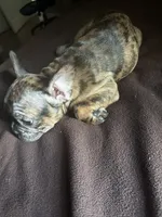 Gucci, a female French Bulldog for sale in Palm Beach Gardens, FL – 1 of 2
