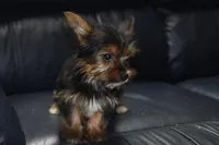 GOLDIE GIRL, a female Yorkshire Terrier for sale in Alexis, NC – Photo 4 of 7