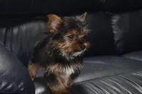 GOLDIE GIRL, a female Yorkshire Terrier for sale in Alexis, NC – Photo 7 of 7