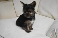 GOLDIE GIRL, a female Yorkshire Terrier for sale in Alexis, NC – Photo 5 of 7