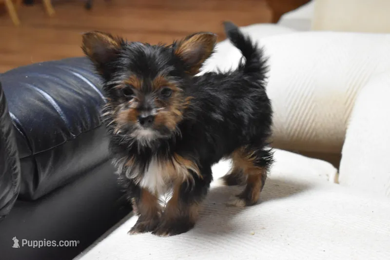 GOLDIE GIRL – Yorkshire Terrier puppy for sale in Alexis, NC
