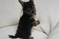 GOLDIE GIRL, a female Yorkshire Terrier for sale in Alexis, NC – Photo 3 of 7