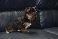 GOLDIE GIRL, a female Yorkshire Terrier for sale in Alexis, NC – Photo 6 of 7