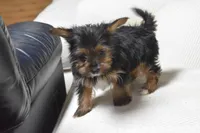 GOLDIE GIRL, a female Yorkshire Terrier for sale in Alexis, NC – Photo 2 of 7