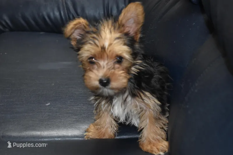 Drexie Boy – Yorkshire Terrier puppy for sale in Alexis, NC