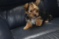 Drexie Boy, a male Yorkshire Terrier for sale in Alexis, NC – Photo 2 of 7