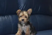 Drexie Boy, a male Yorkshire Terrier for sale in Alexis, NC – Photo 6 of 7