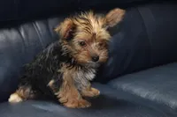 Drexie Boy, a male Yorkshire Terrier for sale in Alexis, NC – Photo 7 of 7