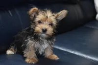 Drexie Boy, a male Yorkshire Terrier for sale in Alexis, NC – Photo 4 of 7