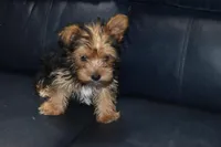 Drexie Boy, a male Yorkshire Terrier for sale in Alexis, NC – Photo 3 of 7