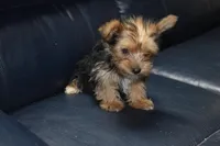 Drexie Boy, a male Yorkshire Terrier for sale in Alexis, NC – Photo 5 of 7