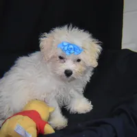 SWEET MAGNOLIA, a female Bichon Frise for sale in Alexis, NC – Photo 3 of 10