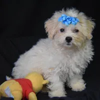 SWEET MAGNOLIA, a female Bichon Frise for sale in Alexis, NC – Photo 10 of 10