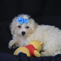 SWEET MAGNOLIA, a female Bichon Frise for sale in Alexis, NC – Photo 7 of 10