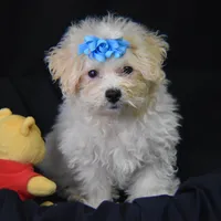 SWEET MAGNOLIA, a female Bichon Frise for sale in Alexis, NC – Photo 9 of 10