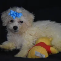 SWEET MAGNOLIA, a female Bichon Frise for sale in Alexis, NC – Photo 8 of 10