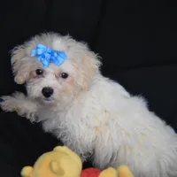 SWEET MAGNOLIA, a female Bichon Frise for sale in Alexis, NC – Photo 6 of 10