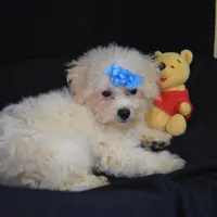 SWEET MAGNOLIA, a female Bichon Frise for sale in Alexis, NC – Photo 4 of 10