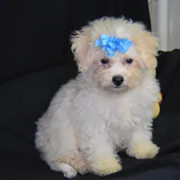 SWEET MAGNOLIA, a female Bichon Frise for sale in Alexis, NC – Photo 5 of 10