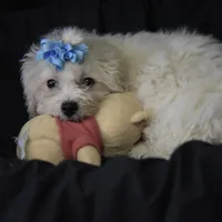 SWEET MAGNOLIA, a female Bichon Frise for sale in Alexis, NC – Photo 2 of 10
