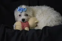 processed/3672ed36-c282-43d8-a168-74a97e52a660/listing/4495bfd4-d012-4148-9ad5-892967d45568/a6048ad4-5b1c-43a2-baf2-9ba400fbb619