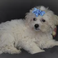 SWEET MAGNOLIA, a female Bichon Frise for sale in Alexis, NC – Photo 1 of 10