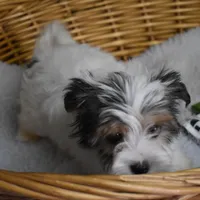 PARTI BOY, a male Yorkshire Terrier for sale in Alexis, NC – Photo 8 of 10