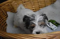 PARTI BOY, a male Yorkshire Terrier for sale in Alexis, NC – Photo 8 of 10