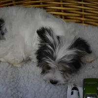 PARTI BOY, a male Yorkshire Terrier for sale in Alexis, NC – Photo 4 of 10