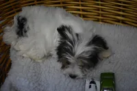 PARTI BOY, a male Yorkshire Terrier for sale in Alexis, NC – Photo 4 of 10