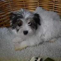 PARTI BOY, a male Yorkshire Terrier for sale in Alexis, NC – Photo 9 of 10