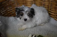 PARTI BOY, a male Yorkshire Terrier for sale in Alexis, NC – Photo 9 of 10