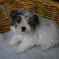 PARTI BOY, a male Yorkshire Terrier for sale in Alexis, NC – Photo 1 of 10