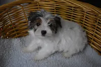 PARTI BOY, a male Yorkshire Terrier for sale in Alexis, NC – Photo 1 of 10