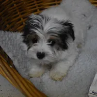 PARTI BOY, a male Yorkshire Terrier for sale in Alexis, NC – Photo 6 of 10