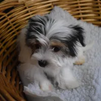 PARTI BOY, a male Yorkshire Terrier for sale in Alexis, NC – Photo 10 of 10