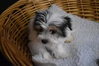 PARTI BOY, a male Yorkshire Terrier for sale in Alexis, NC – Photo 10 of 10