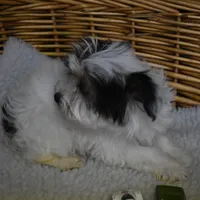 PARTI BOY, a male Yorkshire Terrier for sale in Alexis, NC – Photo 3 of 10