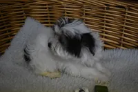 PARTI BOY, a male Yorkshire Terrier for sale in Alexis, NC – Photo 3 of 10