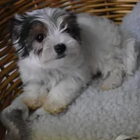 PARTI BOY, a male Yorkshire Terrier for sale in Alexis, NC – Photo 5 of 10