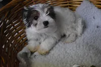 PARTI BOY, a male Yorkshire Terrier for sale in Alexis, NC – Photo 5 of 10