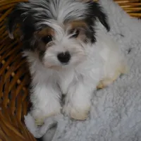 PARTI BOY, a male Yorkshire Terrier for sale in Alexis, NC – Photo 2 of 10