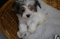 PARTI BOY, a male Yorkshire Terrier for sale in Alexis, NC – Photo 2 of 10