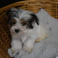 PARTI BOY, a male Yorkshire Terrier for sale in Alexis, NC – Photo 7 of 10